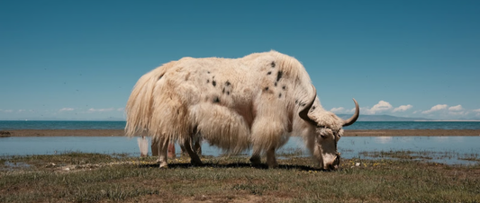 The Hidden Luxury: Why Yak Wool Outperforms Merino