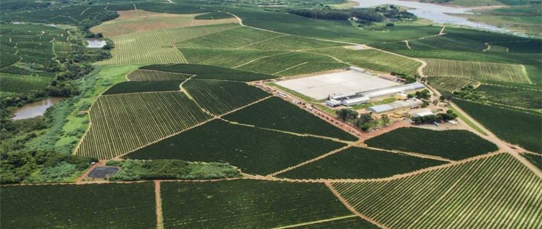 Brazil’s Bold Move to Protect Its Coffee Future